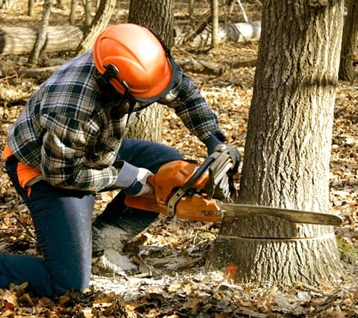 Tree Removal in Valley Falls, KS